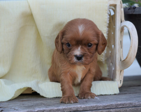 AKC Registered Cavalier King Charles Spaniel For Sale Holmesville, OH Female- Gracie