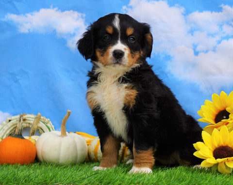 AKC Registered Bernese Mountain Dog For Sale Sugarcreek, OH Female- Sadie
