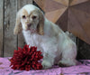 AKC Registered Cocker Spaniel For Sale Wooster, OH Male- Bubba