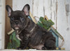Frenchton For Sale Millersburg, OH Male- Logan