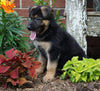 AKC Registered German Shepherd For Sale Millersburg, OH Male- Diesel