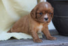 AKC Registered Cavalier King Charles Spaniel For Sale Holmesville, OH Female- Gracie