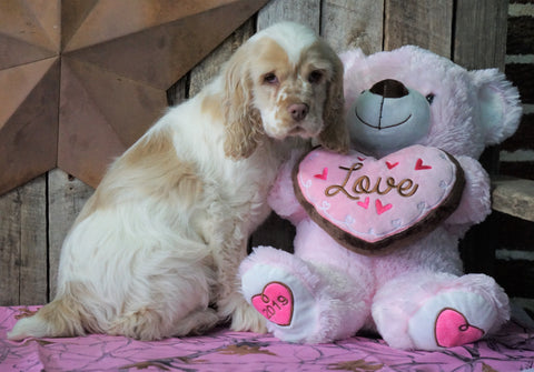 AKC Registered Cocker Spaniel For Sale Wooster, OH Male- Bubba