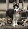ACA Registered Siberian Husky For Sale Millersburg, OH Female- Bella