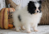 ACA Registered Pomeranian For Sale Millersburg, OH Female - Julie