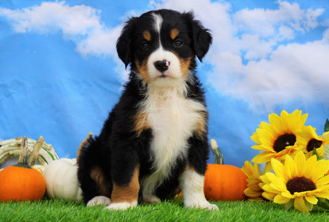 AKC Registered Bernese Mountain Dog For Sale Sugarcreek, OH Female- Sophie