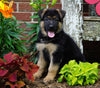 AKC Registered German Shepherd For Sale Millersburg, OH Male- Diesel
