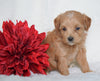 F1B Micro Mini Goldendoodle For Sale Fredericksburg, OH Female- Ashley