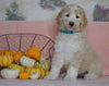 Standard Sheepadoodle For Sale Baltic, OH Female- Cinnamon