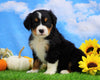 AKC Registered Bernese Mountain Dog For Sale Sugarcreek, OH Female- Sophie