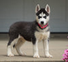 ACA Registered Siberian Husky For Sale Millersburg, OH Female- Bella