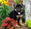 AKC Registered German Shepherd For Sale Millersburg, OH Male- Diesel
