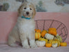 Standard Sheepadoodle For Sale Baltic, OH Female- Cinnamon