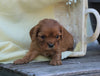 AKC Registered Cavalier King Charles Spaniel For Sale Holmesville, OH Female- Gail