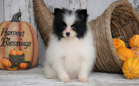ACA Registered Pomeranian For Sale Millersburg, OH Female - Julie