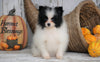 ACA Registered Pomeranian For Sale Millersburg, OH Female - Julie