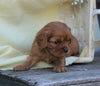AKC Registered Cavalier King Charles Spaniel For Sale Holmesville, OH Female- Gail