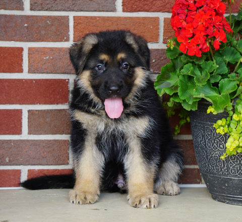 AKC Registered German Shepherd For Sale Millersburg, OH Male- Randy