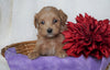 F1B Micro Mini Goldendoodle For Sale Fredericksburg, OH Female- Ashley