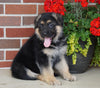 AKC Registered German Shepherd For Sale Millersburg, OH Male- Randy