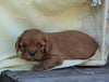 AKC Registered Cavalier King Charles Spaniel For Sale Holmesville, OH Female- Gail