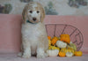 Standard Sheepadoodle For Sale Baltic, OH Female- Cinnamon