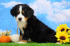AKC Registered Bernese Mountain Dog For Sale Sugarcreek, OH Male- Sawyer