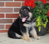 AKC Registered German Shepherd For Sale Millersburg, OH Male- Randy