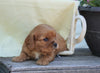 AKC Registered Cavalier King Charles Spaniel For Sale Holmesville, OH Male- Gordon