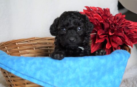 F1B Micro Mini Goldendoodle For Sale Fredericksburg, OH Male- Alex