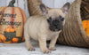 French Bulldog Mix Puppy For Sale Millersburg, OH Female - Tiny