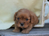 AKC Registered Cavalier King Charles Spaniel For Sale Holmesville, OH Male- Gordon