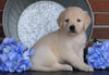 AKC Registered English Cream Golden Retriever For Sale Fredericksburg, OH Male- Zorro