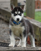 ACA Registered Siberian Husky For Sale Millersburg, OH Male- Dallas