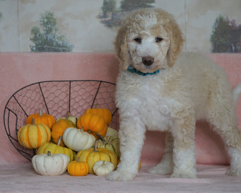 Standard Sheepadoodle For Sale Baltic, OH Female- Cinnamon