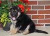 AKC Registered German Shepherd For Sale Millersburg, OH Male- Randy