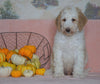 Standard Sheepadoodle For Sale Baltic, OH Male- Frankie