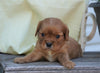 AKC Registered Cavalier King Charles Spaniel For Sale Holmesville, OH Male- Gordon