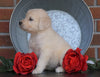 AKC Registered English Cream Golden Retriever For Sale Fredericksburg, OH Female- Angel