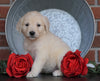 AKC Registered English Cream Golden Retriever For Sale Fredericksburg, OH Female- Angel