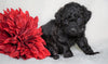 F1B Micro Mini Goldendoodle For Sale Fredericksburg, OH Male- Alex