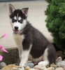 ACA Registered Siberian Husky For Sale Millersburg, OH Male- Dallas