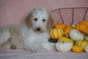 Standard Sheepadoodle For Sale Baltic, OH Male- Frankie