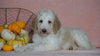 Standard Sheepadoodle For Sale Baltic, OH Male- Frankie