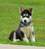 ACA Registered Siberian Husky For Sale Millersburg, OH Male- Dallas
