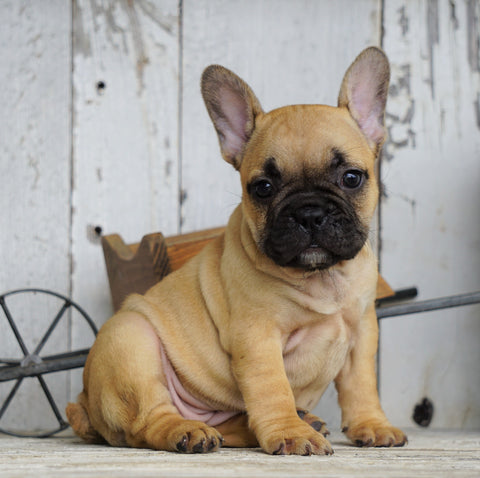 AKC Registered French Bulldog For Sale Millersburg, OH Female- Hope