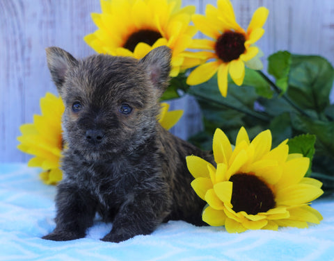 AKC Registered Cairn Terrier For Sale Millersburg, OH Male- Winston