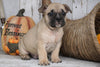 French Bulldog Mix Puppy For Sale Millersburg, OH Male - Max