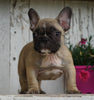 AKC Registered French Bulldog For Sale Millersburg, OH Male- Peter
