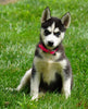 ACA Registered Siberian Husky For Sale Millersburg, OH Female- Lily